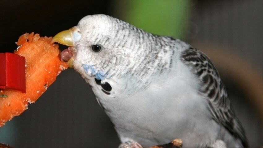 Budgie eating carrot