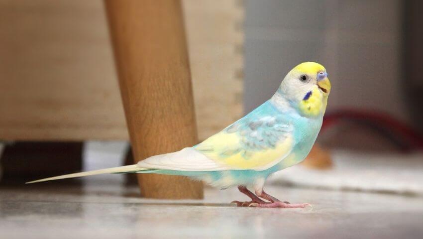 Budgie outside his cage