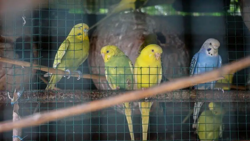 Four budgies inside a bird cage