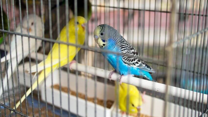 4 budgies in one cage