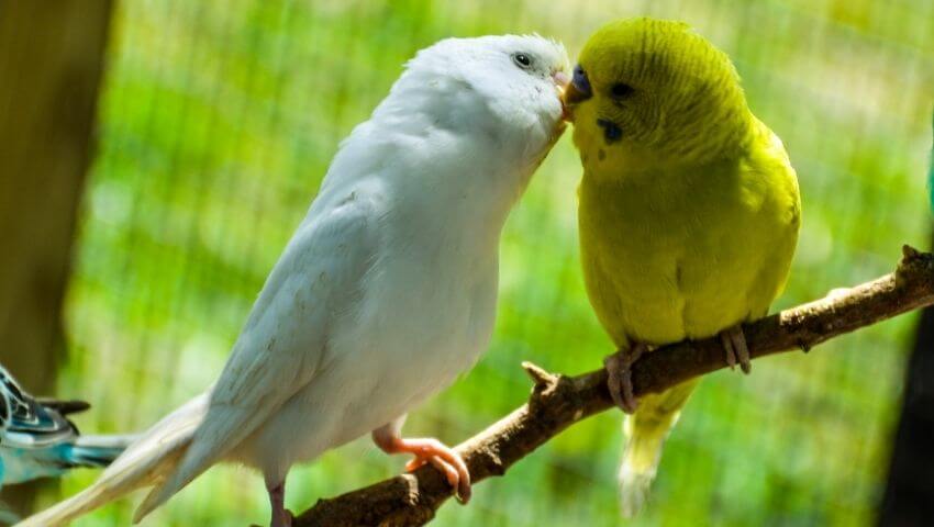 Two budgies kissing each other
