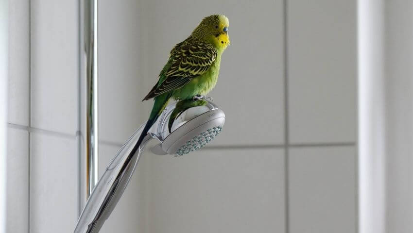 Budgie sitting on the shower head