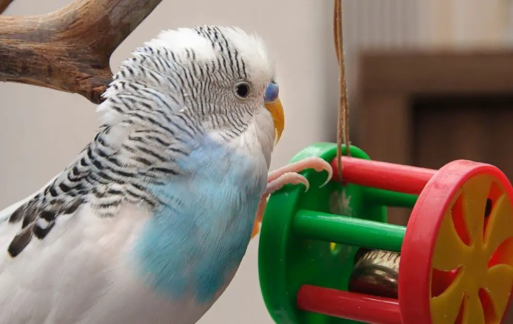 Budgie playing with toy