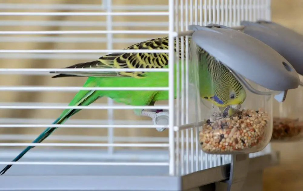 Budgie eating seeds