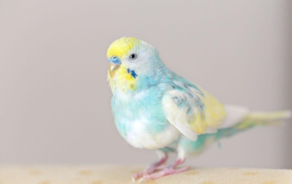 Puffed up budgie