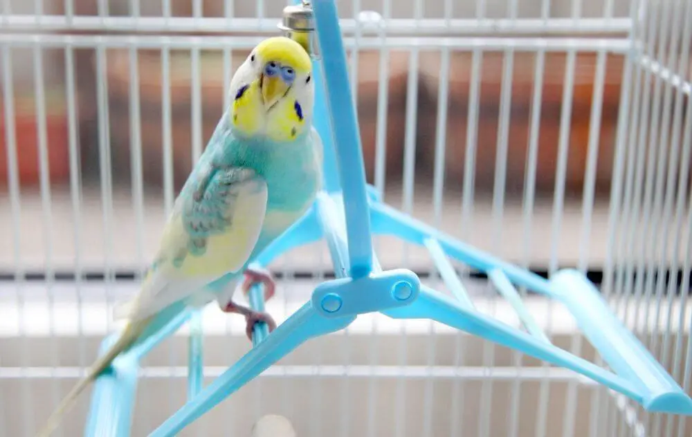 Rainbow parakeet sitting on a ladder in his cage